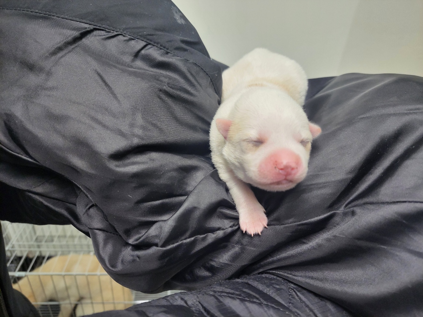 보호중 믹스견의 가…